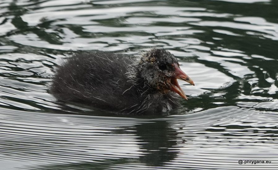 Gallinula chloropus (Linnaeus, 1758) 
  