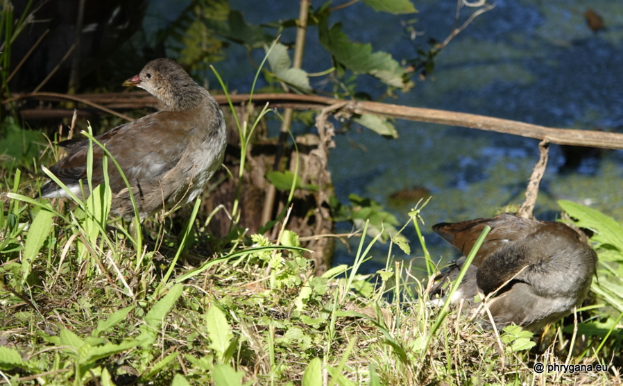 Gallinula chloropus (Linnaeus, 1758)   