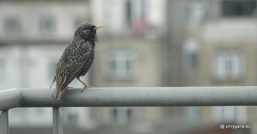 Sturnus vulgaris  Linnaeus, 1758  