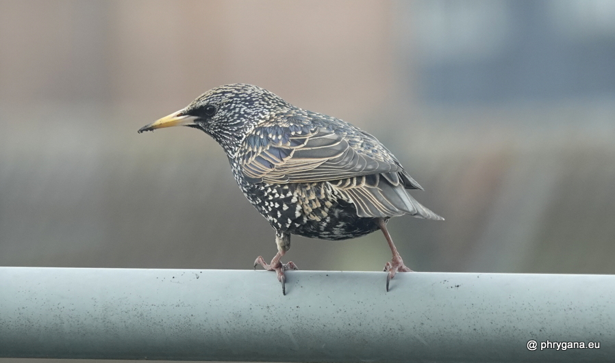 Sturnus vulgaris  Linnaeus, 1758   