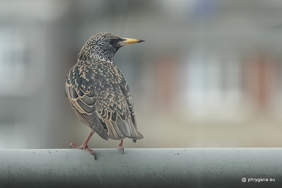 Sturnus vulgaris  Linnaeus, 1758   