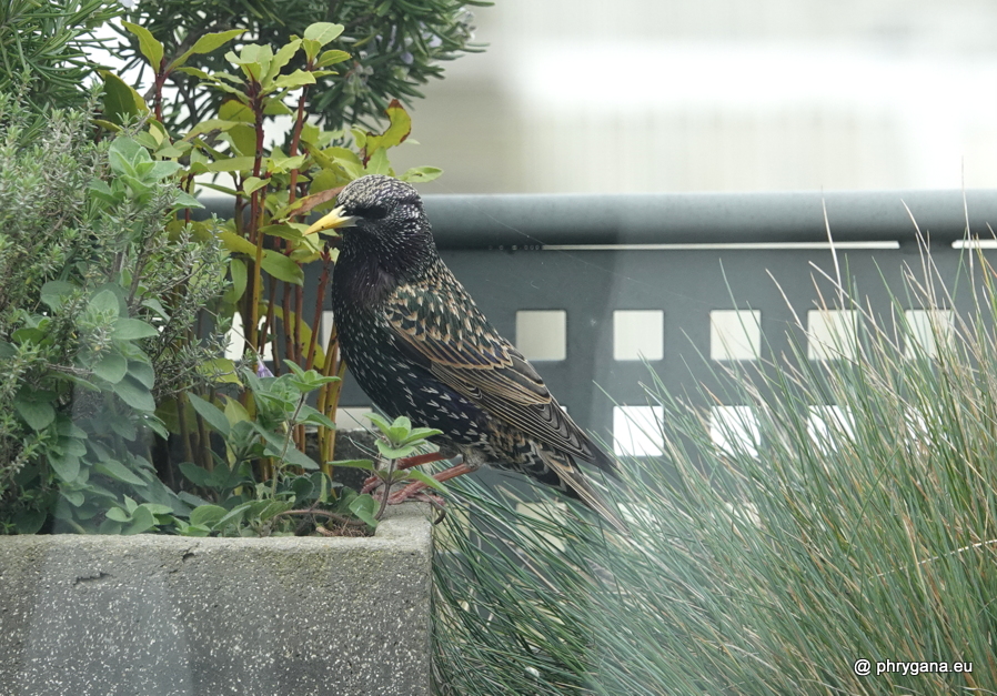 Sturnus vulgaris  Linnaeus, 1758   