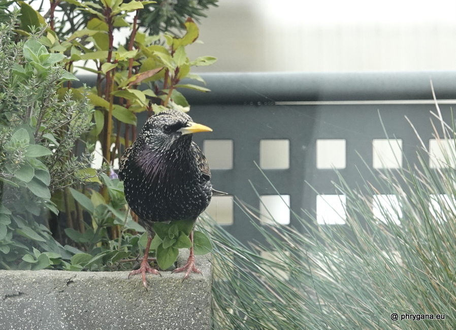 Sturnus vulgaris  Linnaeus, 1758   