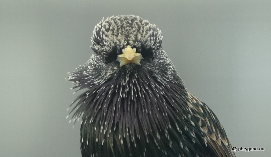 Sturnus vulgaris  Linnaeus, 1758   