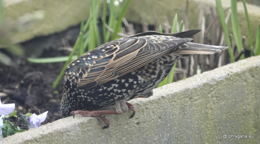 Sturnus vulgaris  Linnaeus, 1758 
  