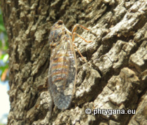 Cicada orni (Linnaeus, 1758)