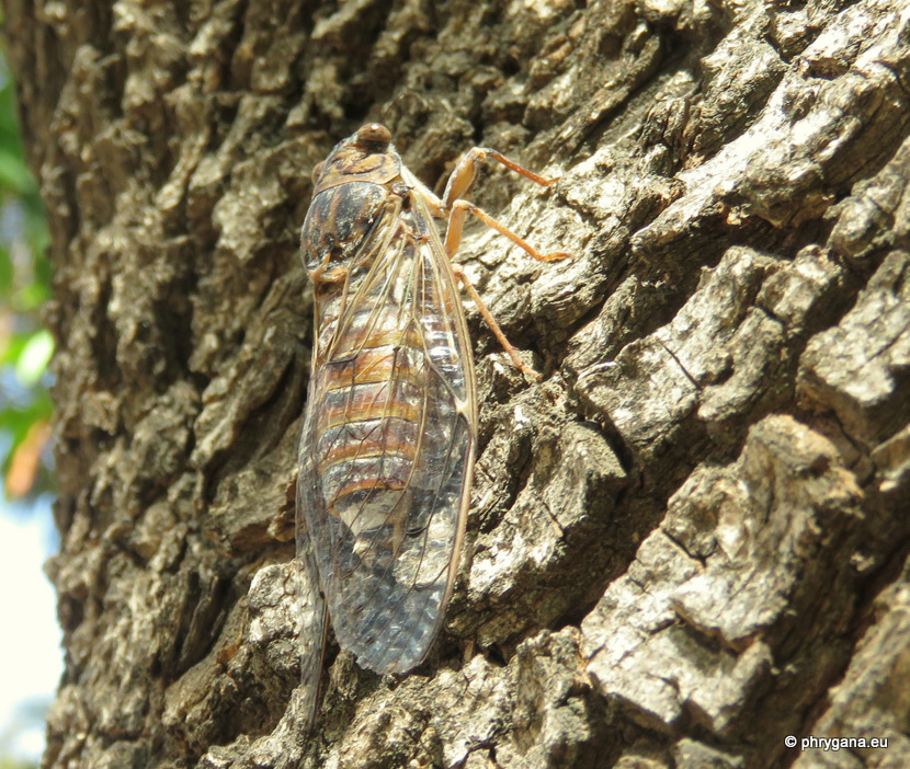 Cicada orni (Linnaeus, 1758)   