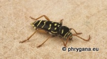 Cerambycidae - Plagionotus arcuatus (Linnaeus, 1758)