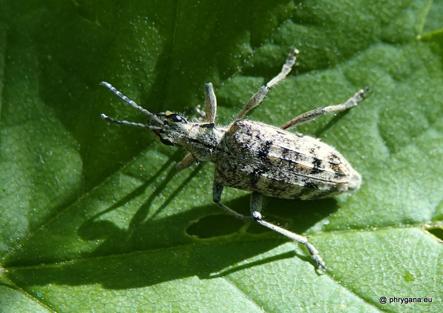 Rhagium inquisitor   (Linnaeus, 1758)   