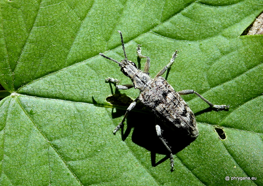 Rhagium inquisitor   (Linnaeus, 1758)  