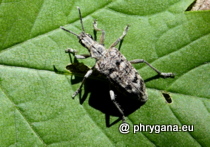  Rhagium inquisitor (Linnaeus, 1758)