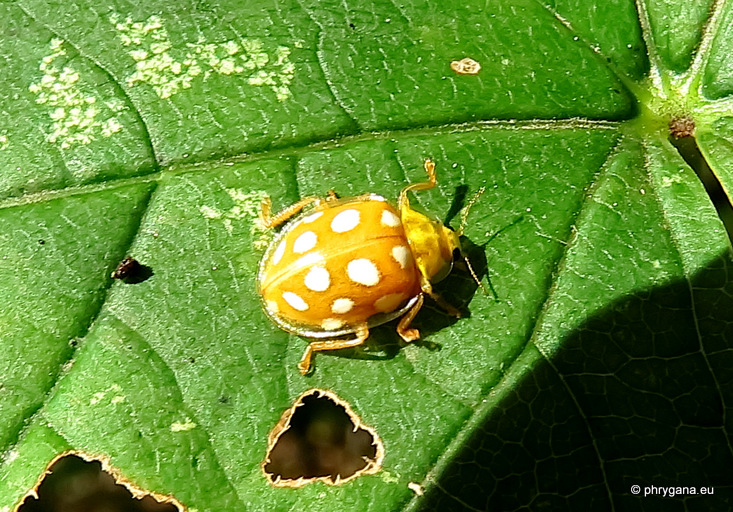 Halyzia sedecimguttata   (Linnaeus, 1758)   