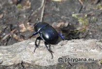 Geotrupidae - Anoplotrupes stercorosus (Hartmann in Scriba, 1791)