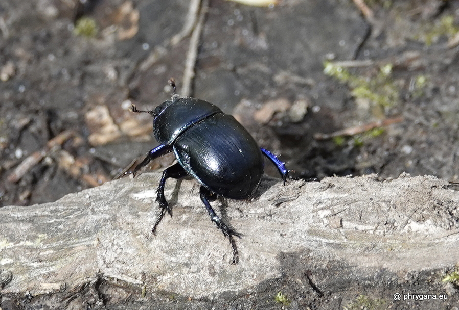 Anoplotrupes stercorosuse (Hartmann in Scriba, 1791)  