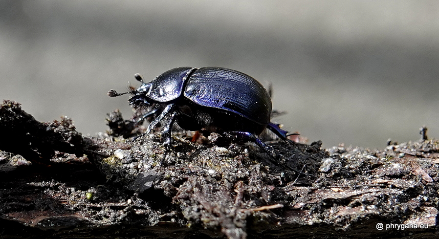 Anoplotrupes stercorosuse (Hartmann in Scriba, 1791)   