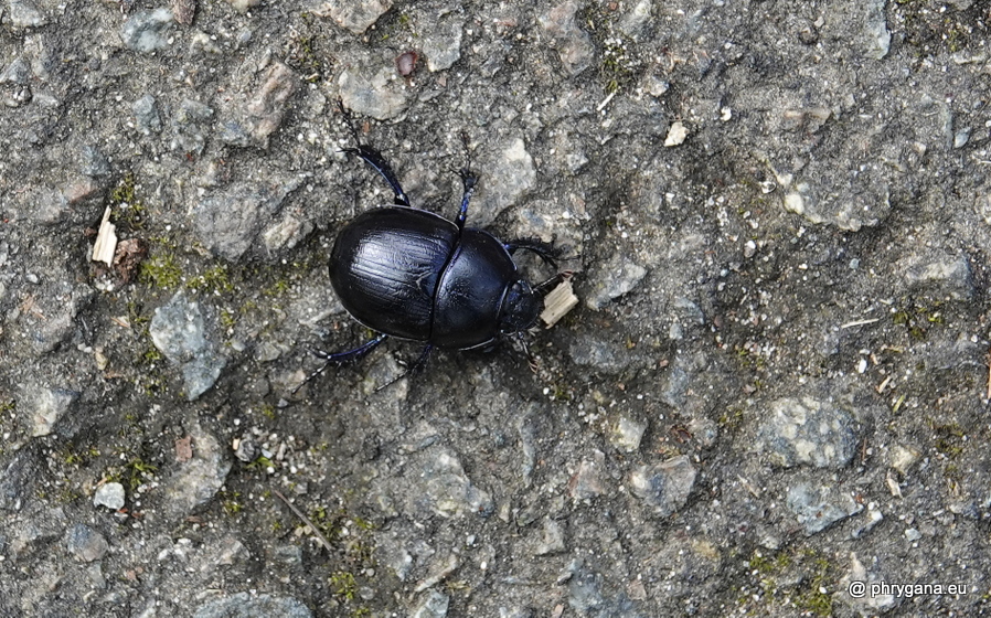 Anoplotrupes stercorosuse (Hartmann in Scriba, 1791)   