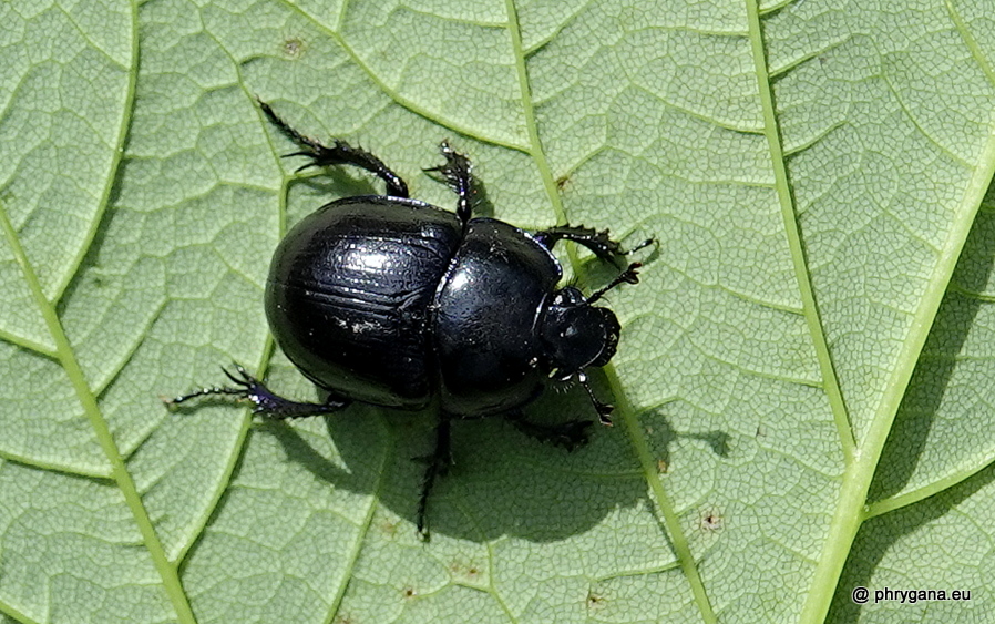 Anoplotrupes stercorosuse (Hartmann in Scriba, 1791)   