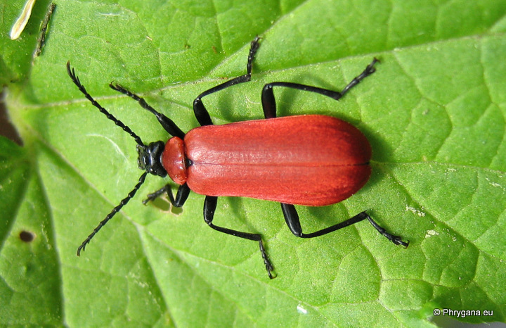 Pyrochroa coccinea   (Linnaeus 1761)   