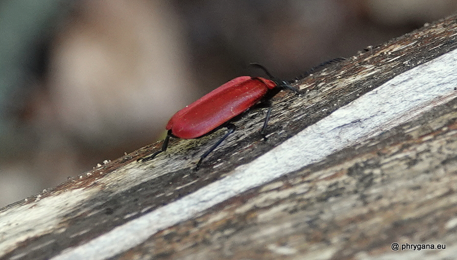 Pyrochroa coccinea   (Linnaeus 1761)   