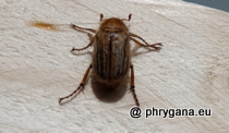 Scarabaeidae - Amphimallon solstitiale (Linnaeus, 1758)