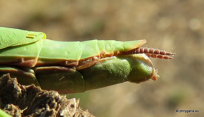 Mantis religiosa     (Linnaeus 1758)   