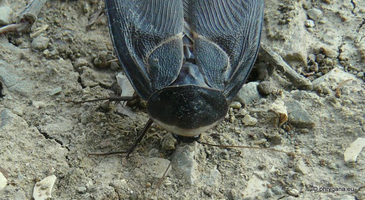 Polyphaga aegyptiaca   (Linnaeus 1758)  