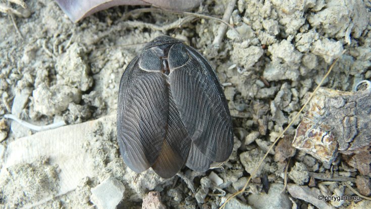 Polyphaga aegyptiaca   (Linnaeus 1758)   