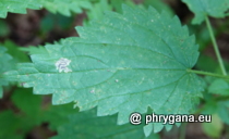 Agromyzidae - Agromyza anthracina Meigen, 1830