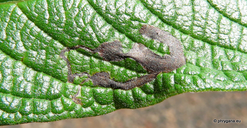 Liriomyza blechi  Spencer, 1973  