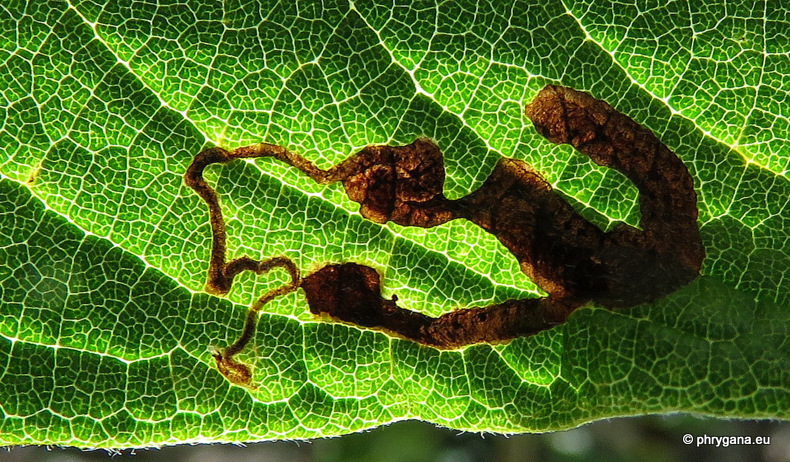 Liriomyza blechi  Spencer, 1973   