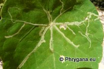 Liriomyza brassicae (Riley, 1884)