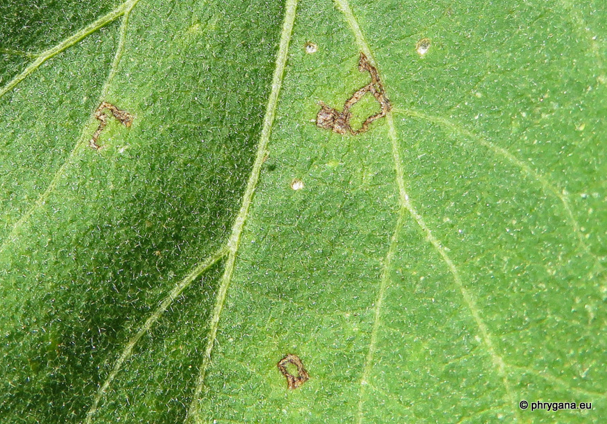 Liriomyza bryoniae  (Kaltenbach, 1858)  