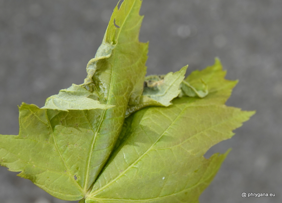 Dasineura irregularis (Bremi, 1847)   