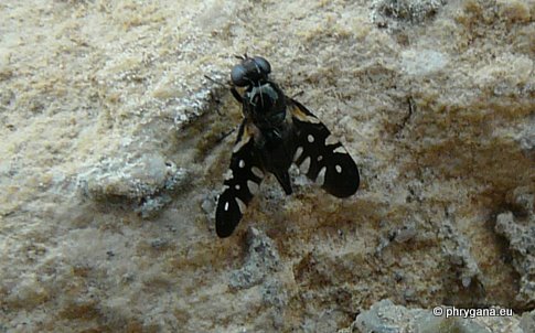Oxyaciura tibialis (Robineau-Desvoidy 1830)   