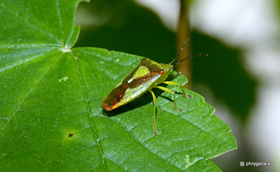 Acanthosoma haemorrhoidale  (Linnaeus, 1758)  