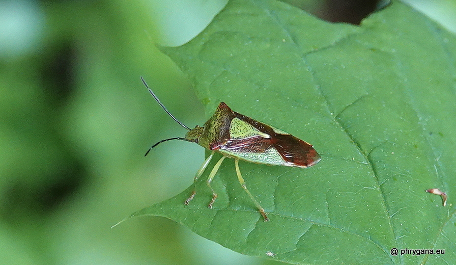 Acanthosoma haemorrhoidale  (Linnaeus, 1758)   