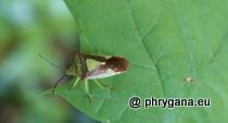 Acanthosoma haemorrhoidale (Linnaeus, 1758)