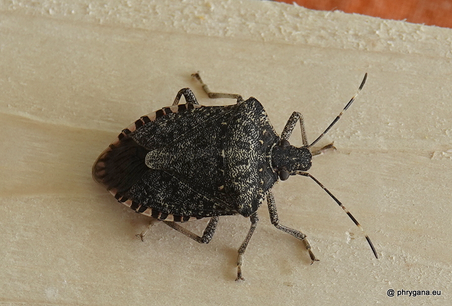 Halyomorpha halys   (Stål, 1855)   