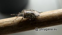 Pentatomidae - Rhaphigaster nebulosa (Poda, 1761)