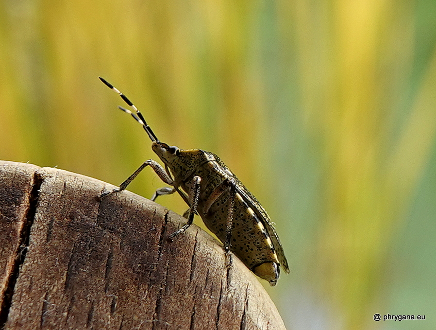 Rhaphigaster nebulosa (Poda, 1761)    