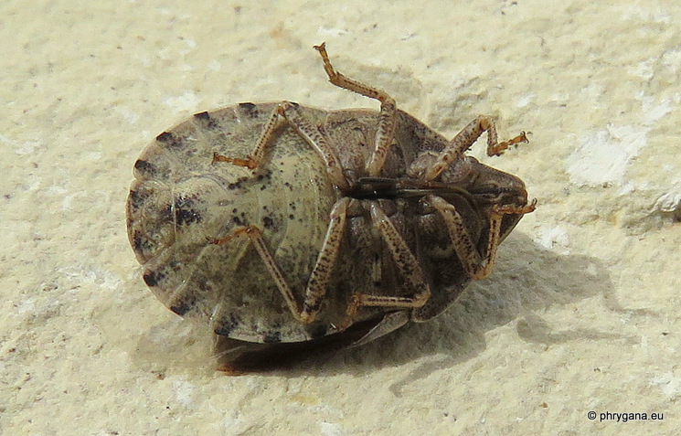 Eurygaster maura    (Linnaeus, 1758)   