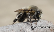 Apidae - Anthophora plumipes (Pallas, 1772)