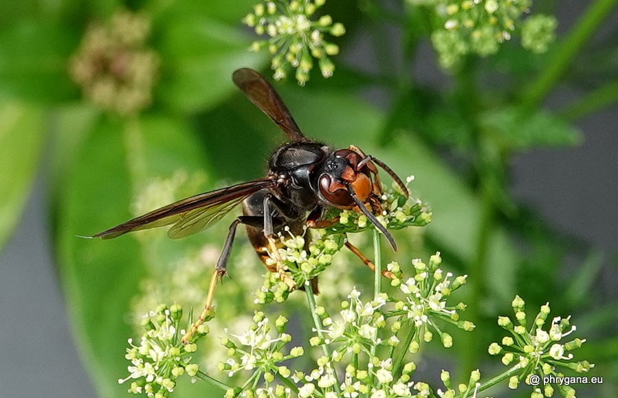 Vespa velutina      subsp. <em>nigrithorax</em> du Buysson, 1905 