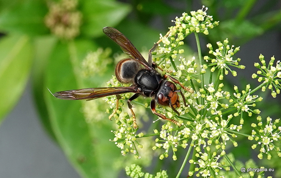 Vespa velutina       subsp. <em>nigrithorax</em> du Buysson, 1905 