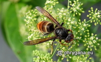 Vespidae - Vespa velutina Lepeletier, 1836