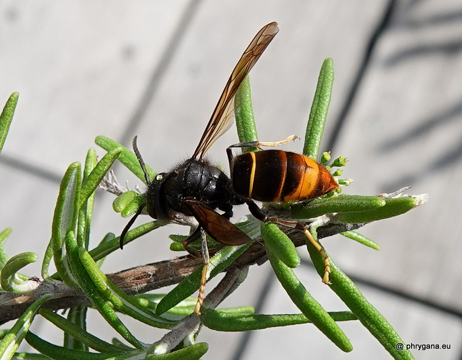 Vespa velutina       subsp. <em>nigrithorax</em> du Buysson, 1905 