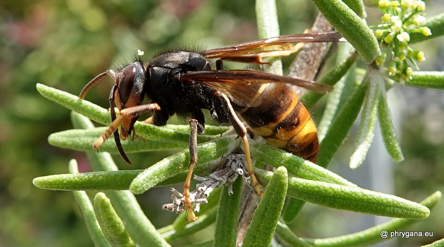 Vespa velutina       subsp. <em>nigrithorax</em> du Buysson, 1905 