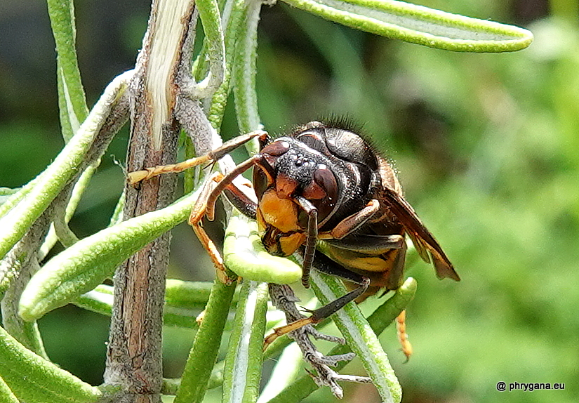 Vespa velutina       subsp. <em>nigrithorax</em> du Buysson, 1905 