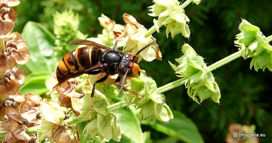 Vespa velutina       subsp. <em>nigrithorax</em> du Buysson, 1905 