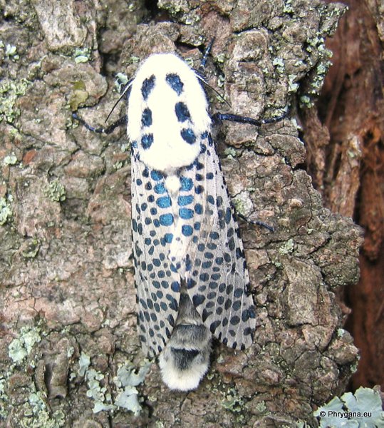 Zeuzera pyrina (Linnaeus 1761)   